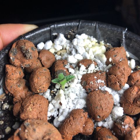 Purple Headband (Bagseed) growlog photo: Purple Headband just skanking along at her own pace ahaha. No roots showing yet either, all good tho she’s a keeper regardless. 
