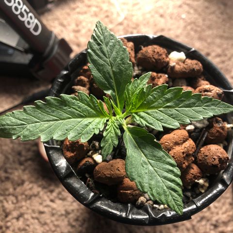 Backup Singer #3 (Bagseed) growlog photo: Weird leaf pattern but looking good otherwise. Has some bite marks so I sprayed neem oil last night. 