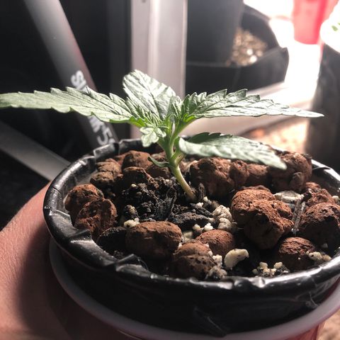 Backup Singer #3 (Bagseed) growlog photo: Weird leaf pattern but looking good otherwise. Has some bite marks so I sprayed neem oil last night. 