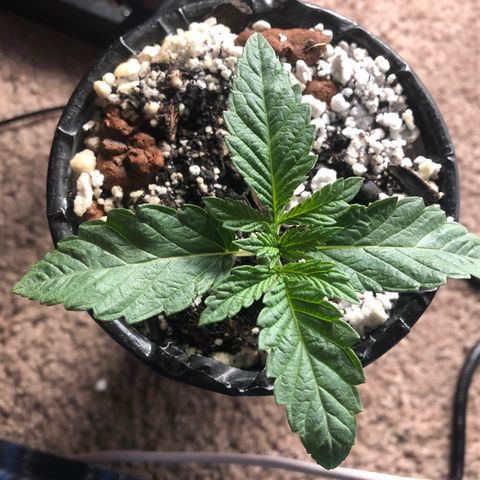 Super Critical (Bagseed) growlog photo: Nice broad leaves, looking symmetrical. Pretty much past the Germination phase since I can see the true leaves coming out 
