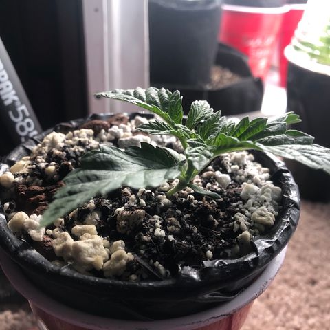 Super Critical (Bagseed) growlog photo: Nice broad leaves, looking symmetrical. Pretty much past the Germination phase since I can see the true leaves coming out 