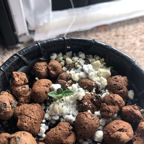 Purple Headband (Bagseed) growlog photo: No growth, I’m assuming this is what is called “Genetic Depression”.
When a plant self pollinates, the chances of this increase by 50%.  
As long as she doesn’t hermie, I’ll be keeping this one around. 