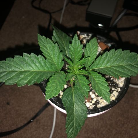 Super Critical (Bagseed) growlog photo: I think because I check on em’ everyday, it’s hard to tell how much they grow. Super Critical is looking really healthy though. Has wider leaves than AK-47 and BS #3, really excited to flower this one. 