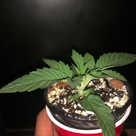 Super Critical (Bagseed) growlog photo: I think because I check on em’ everyday, it’s hard to tell how much they grow. Super Critical is looking really healthy though. Has wider leaves than AK-47 and BS #3, really excited to flower this one. 