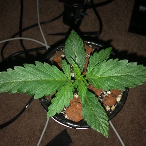 Backup Singer #3 (Bagseed) growlog photo: Nice and healthy, finally marking this one as done with Germination phase.