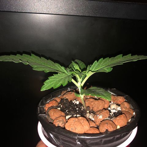 Backup Singer #3 (Bagseed) growlog photo: Nice and healthy, finally marking this one as done with Germination phase.