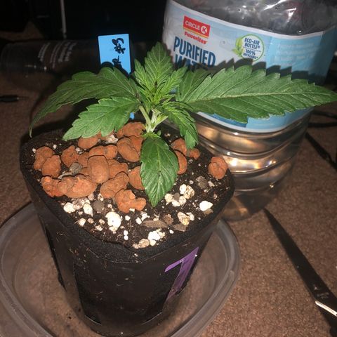Backup Singer #3 (Bagseed) growlog photo: Transplanted into this pot that I cut up and lined with fabric pot material. Super easy transplant, sprinkled root area with Mykoz and filled gap with Foxfarm Ocean Forrest. 