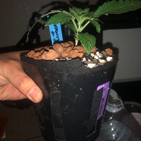 Backup Singer #3 (Bagseed) growlog photo: Transplanted into this pot that I cut up and lined with fabric pot material. Super easy transplant, sprinkled root area with Mykoz and filled gap with Foxfarm Ocean Forrest. 