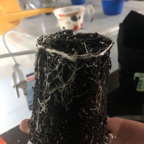 Super Critical (Bagseed) growlog photo: Transplanted in the same way as BS #3. Roots were starting to coil around the bottom.  