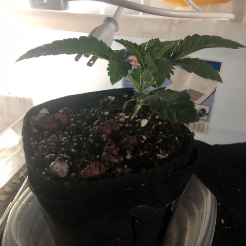 Super Critical (Bagseed) growlog photo: Transplanted in the same way as BS #3. Roots were starting to coil around the bottom.  