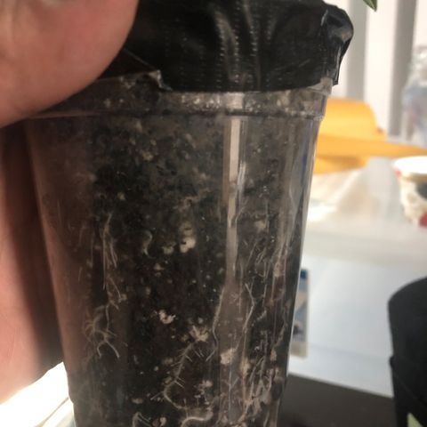 Super Critical (Bagseed) growlog photo: Transplanted in the same way as BS #3. Roots were starting to coil around the bottom.  