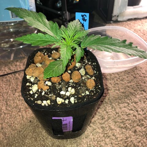 Backup Singer #3 (Bagseed) growlog photo: Really hardy, actually seemed to have liked the transplant. Really healthy, I’ll do some LST later today.