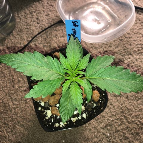 Backup Singer #3 (Bagseed) growlog photo: Really hardy, actually seemed to have liked the transplant. Really healthy, I’ll do some LST later today.