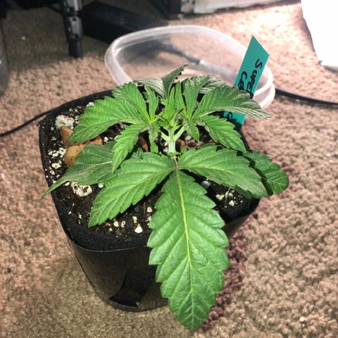Super Critical (Bagseed) growlog photo: A bit stressed from the transplant. Must be from the amount of roots that are being air pruned at the bottom. Watered now but will leave this one alone for the next day or two to recover. 