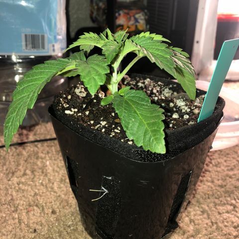 Super Critical (Bagseed) growlog photo: A bit stressed from the transplant. Must be from the amount of roots that are being air pruned at the bottom. Watered now but will leave this one alone for the next day or two to recover. 