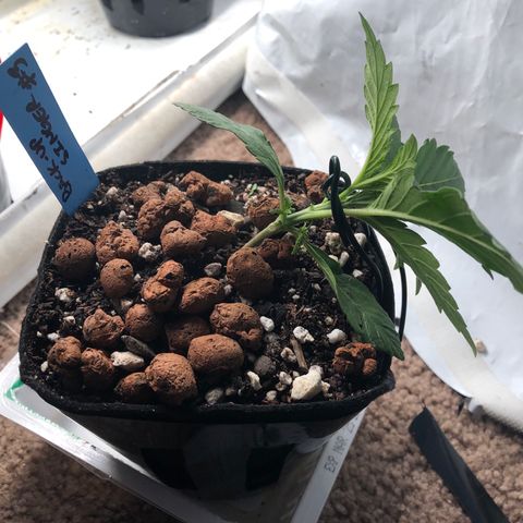 Backup Singer #3 (Bagseed) growlog photo: First LST, I do enjoy this part of growing. 