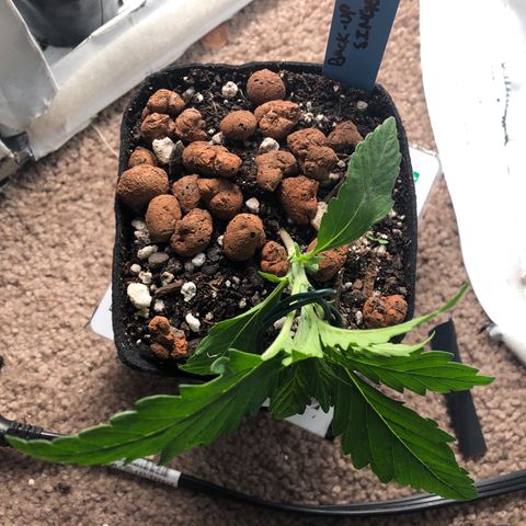 Backup Singer #3 (Bagseed) growlog photo: First LST, I do enjoy this part of growing. 