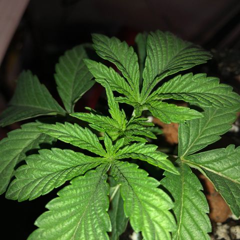 Super Critical (Bagseed) growlog photo: Not sure what’s going on there but seems like that back leaf has extra fingers, just noticed this now. 