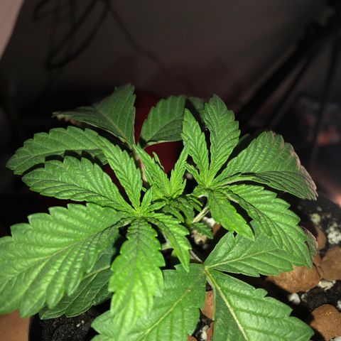 Super Critical (Bagseed) growlog photo: Not sure what’s going on there but seems like that back leaf has extra fingers, just noticed this now. 