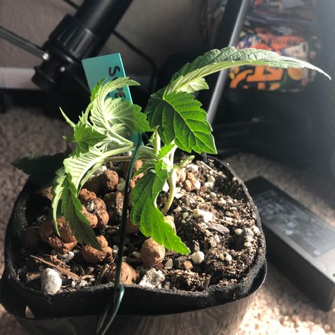 Super Critical (Bagseed) growlog photo: Noticed this one started to focus on the bottom nodes. That’s telling me it’s ready for LST