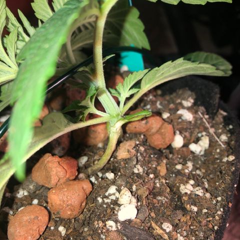 Super Critical (Bagseed) growlog photo: Noticed this one started to focus on the bottom nodes. That’s telling me it’s ready for LST