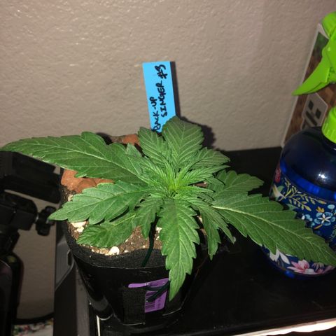 Backup Singer #3 (Bagseed) growlog photo: Not a huge difference, just slightly tilted to the edge. I’ll make my way around the pot with this one. 
