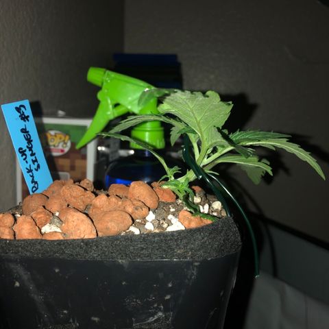 Backup Singer #3 (Bagseed) growlog photo: Not a huge difference, just slightly tilted to the edge. I’ll make my way around the pot with this one. 