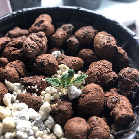 Purple Headband (Bagseed) growlog photo: I think this one will end up topping itself. 