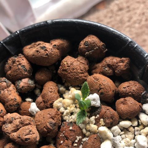 Purple Headband (Bagseed) growlog photo: I think this one will end up topping itself. 