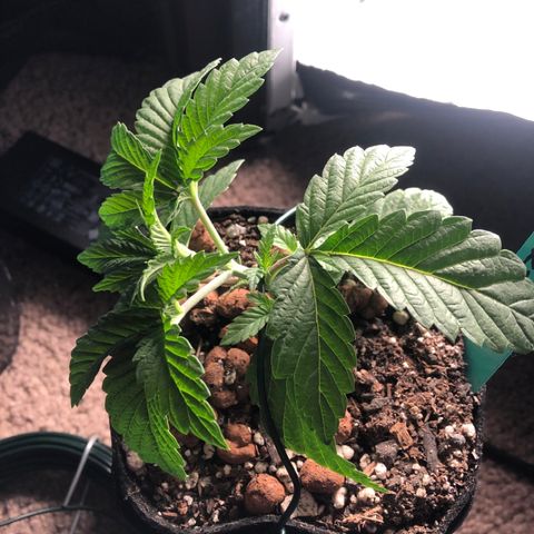 Super Critical (Bagseed) growlog timeline photo