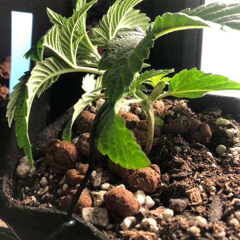 Super Critical (Bagseed) growlog timeline photo