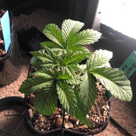Super Critical (Bagseed) growlog photo: Can barely see a change, bent this one over a little more. 