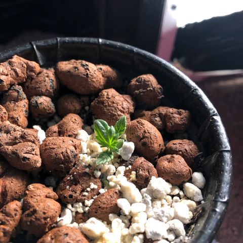Purple Headband (Bagseed) growlog photo: I’ve really never seen anything like this before. Made a mini weed leaf shape with one finger. 