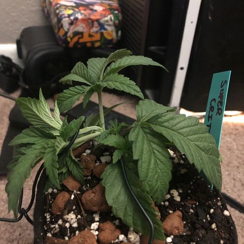 Super Critical (Bagseed) growlog timeline photo