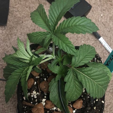 Super Critical (Bagseed) growlog timeline photo