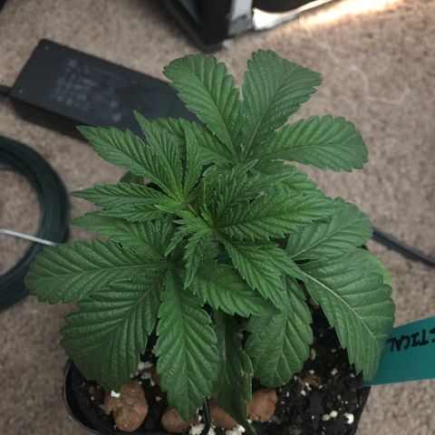 Super Critical (Bagseed) growlog photo: At first I thought the droopy leaves was some kind of sign but I think this strain just looks like that? Anyways did some more LST to get those bottom nodes up. I’ll be taking the first clone from there. 