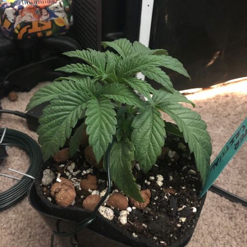Super Critical (Bagseed) growlog photo: At first I thought the droopy leaves was some kind of sign but I think this strain just looks like that? Anyways did some more LST to get those bottom nodes up. I’ll be taking the first clone from there. 