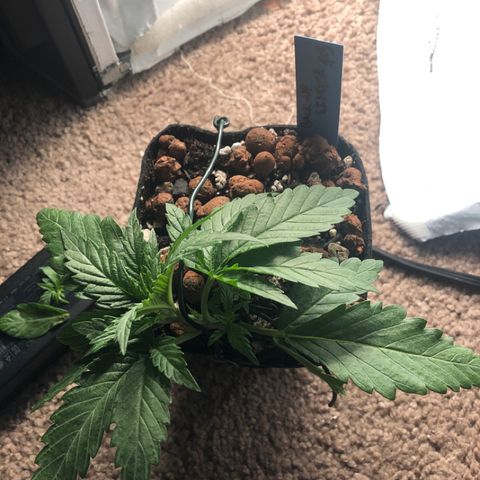 Backup Singer #3 (Bagseed) growlog photo: Another round of LST, had to remove a lower node and fan leaf as I was pressing them into the ground. There are still two healthy ones down there and I only need one to sex this plant so it’s all good. 