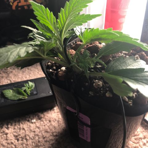 Backup Singer #3 (Bagseed) growlog photo: Another round of LST, had to remove a lower node and fan leaf as I was pressing them into the ground. There are still two healthy ones down there and I only need one to sex this plant so it’s all good. 
