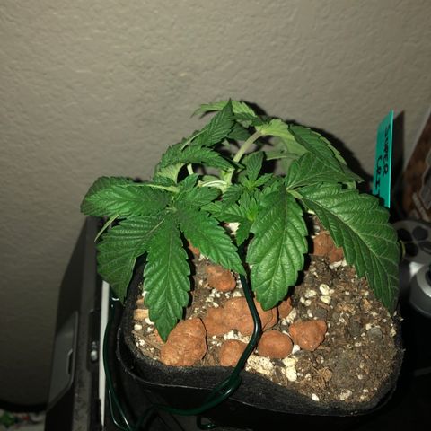 Super Critical (Bagseed) growlog photo: Nice and bushy, good opening for those bottom nodes. 
