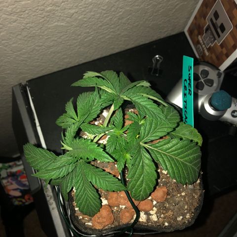 Super Critical (Bagseed) growlog photo: Nice and bushy, good opening for those bottom nodes. 