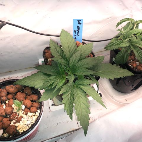 Backup Singer #3 (Bagseed) growlog photo: Compared to the rest, this is just a big plant overall. Really healthy looking for sure.