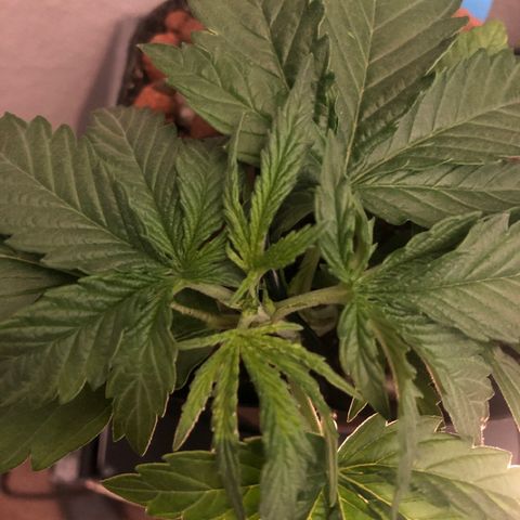 Backup Singer #3 (Bagseed) growlog photo: Topped this one to keep it compact. 