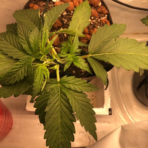 Backup Singer #3 (Bagseed) growlog photo: Removed one leaf to open the bottom nodes. This along with the topping should focus more energy down there. 