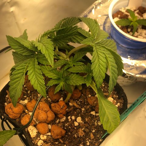Super Critical (Bagseed) growlog photo: Removed one leaf to bring light to those inner nodes