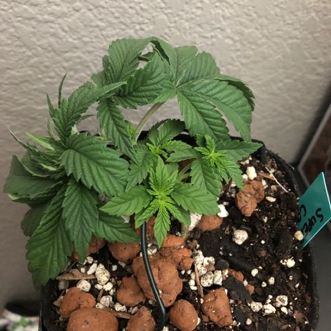Super Critical (Bagseed) growlog photo: Looking real good. Haven’t even topped this one yet and all those bottom nodes are responding well to the LST. Not fighting back at all.