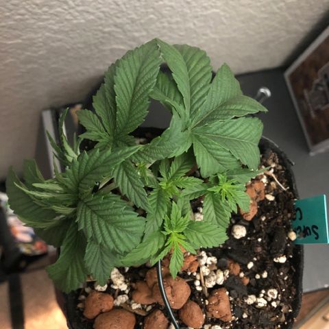 Super Critical (Bagseed) growlog photo: Looking real good. Haven’t even topped this one yet and all those bottom nodes are responding well to the LST. Not fighting back at all.