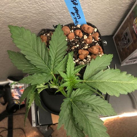 Backup Singer #3 (Bagseed) growlog photo: Round 3 of LST, and I think this one will to it. The main top is now lower than the middle node. Should start focusing there now. That’ll be my first clone from this one. 