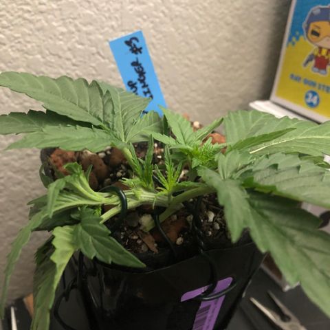 Backup Singer #3 (Bagseed) growlog photo: Round 3 of LST, and I think this one will to it. The main top is now lower than the middle node. Should start focusing there now. That’ll be my first clone from this one. 