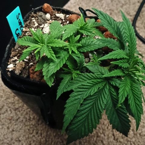 Super Critical (Bagseed) growlog photo: Without having been topped and minimal LST, this is a beatifully bushy plant. A keeper for sure. Giving it's first topping today.